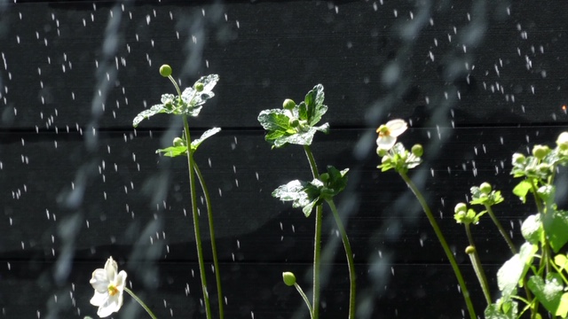 AF01.JPG - Ook planten "drinken" Hier mooi in beeld gebracht door de kleine miezer regendrupjes samen met de planten vast te leggen.